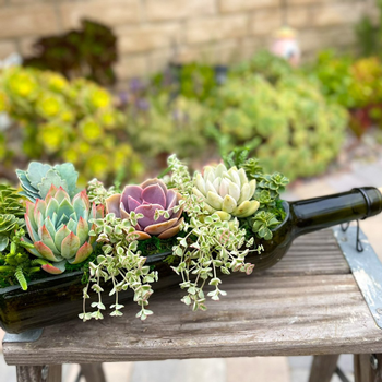 Wine Bottle Succulent Workshop